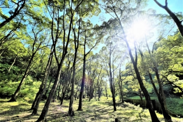 小さな苗木をしっかり根つかせ、大きな木に